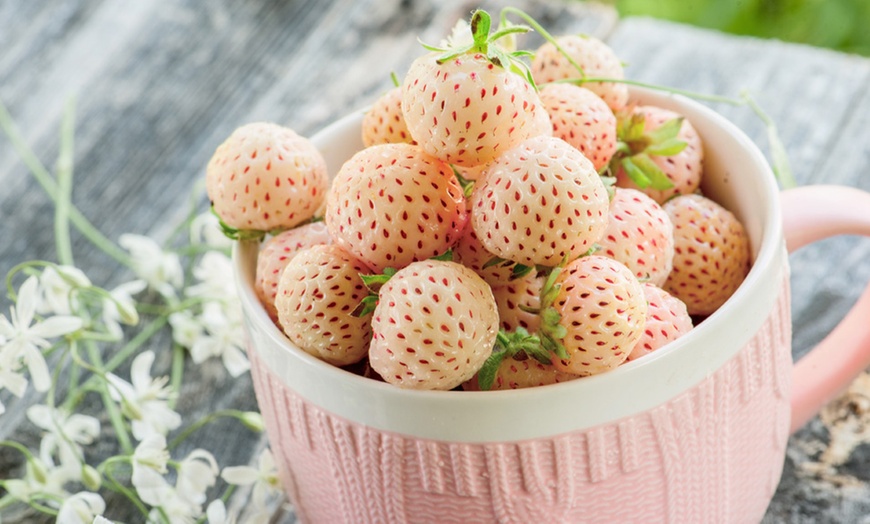 Image 4: 6 or 12 White Strawberry Snow White Plants