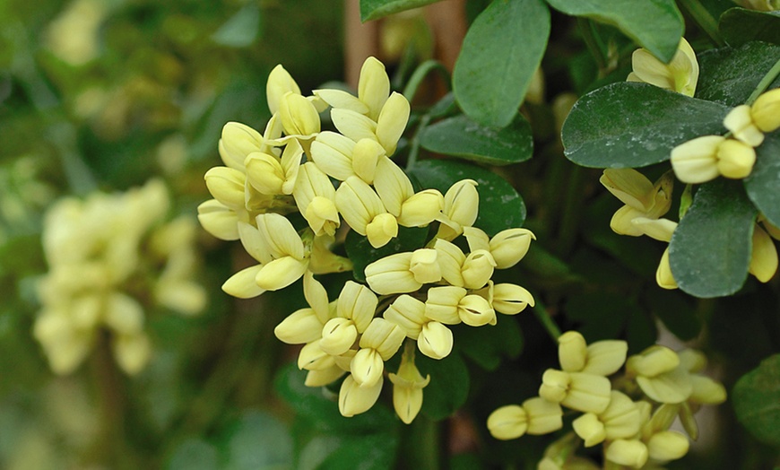 Image 3: Coronilla 'Citrina' 9cm Pot - One, Two or Three Plants