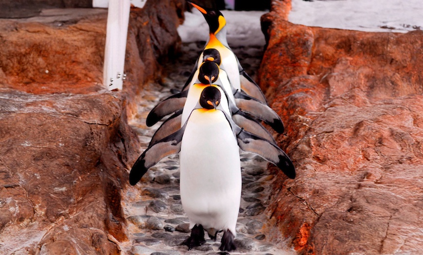 Image 7: General Admission to Sea Life Melbourne Aquarium