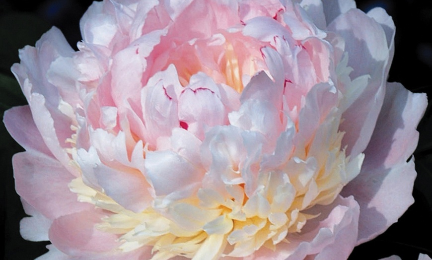 Image 1: Peony Eden's Perfume Plant