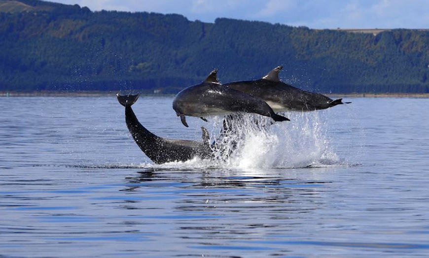 Image 4: Dolphin-Watching Cruise