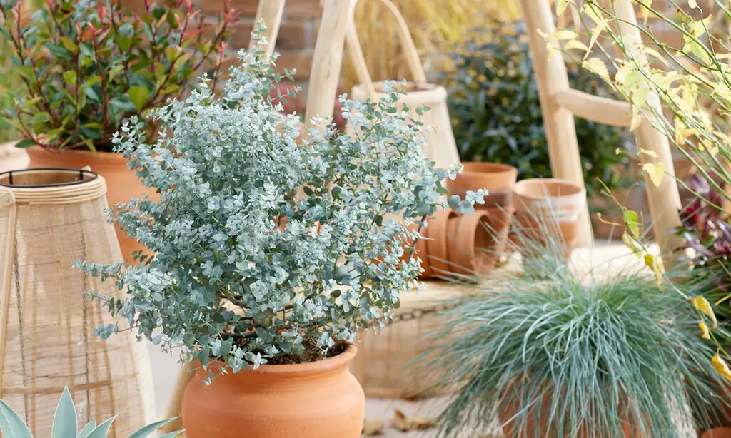 1x oder 2x Winterharter Eukalyptus „Gunnii“ - Primary Image