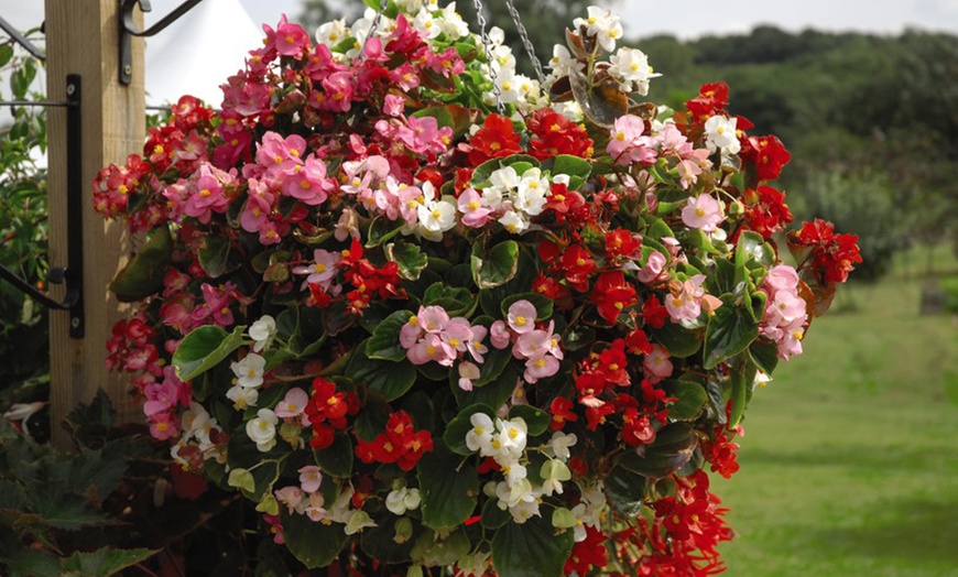 Image 3: 36 or 72 Begonia Giant Lotto Mixed Plants