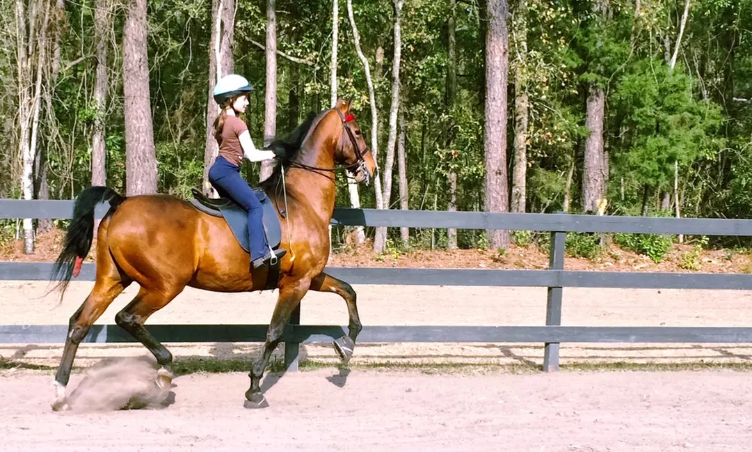 $75 Off $150 Worth of Horse Back Riding - Recreational - Primary Image