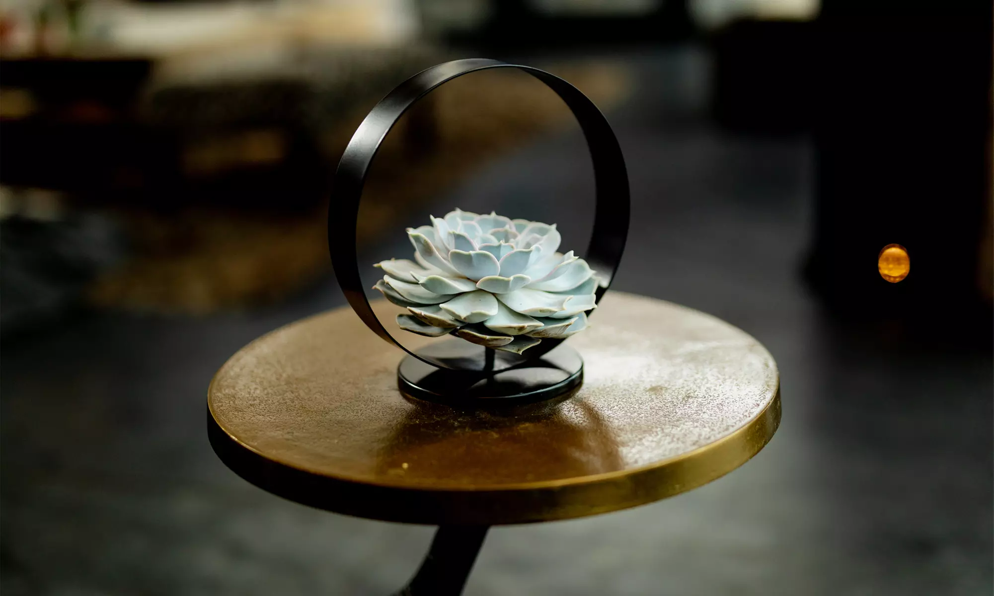 Succulent sans racines, décoration verte élégante, pas besoin de terre - Primary Image