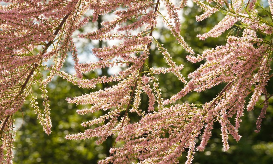 Image 17:  Mixed Hardy Shrub Collection - 8, 16 or 24 Plants