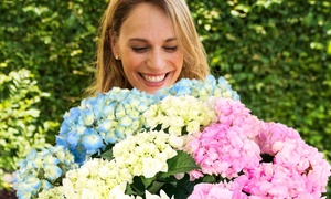 Hydrangea Three Sisters - 2-Litre Pot