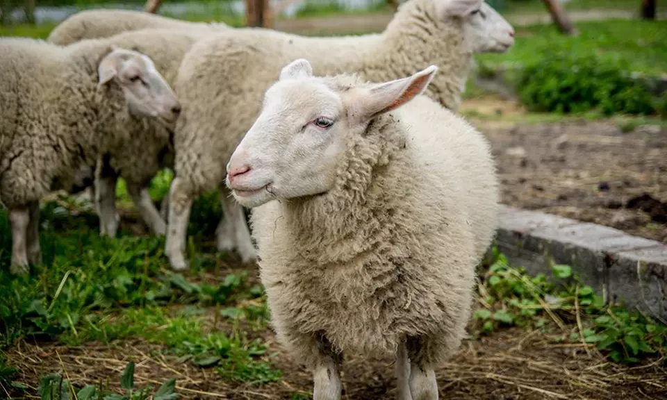 Bilety wstępu do Rodzinnego Parku Rozrywki Nowa Holandia
