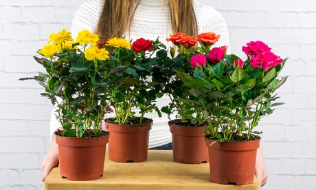 Ensemble de 4 roses en pot