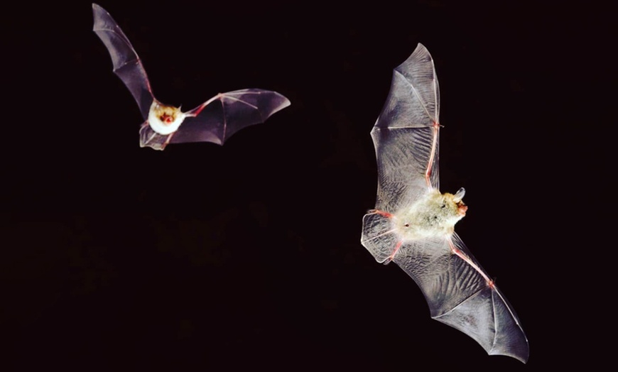 Image 1: Fledermaus-Erlebnisausstellung inkl. Getränk