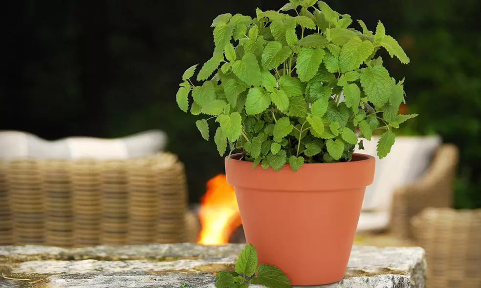 Citronella Anti-Mosquito Plants in 4-inch Pot with Soil (2, 4, or 8-Pack with Shovel) - Primary Image