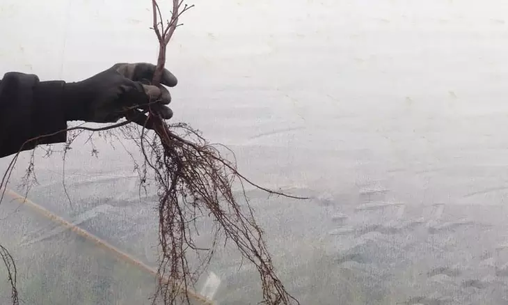 Pre-Order: Red-Leaved Japanese Maple Tree 3'–4' Bare Root Plant - Second Medium