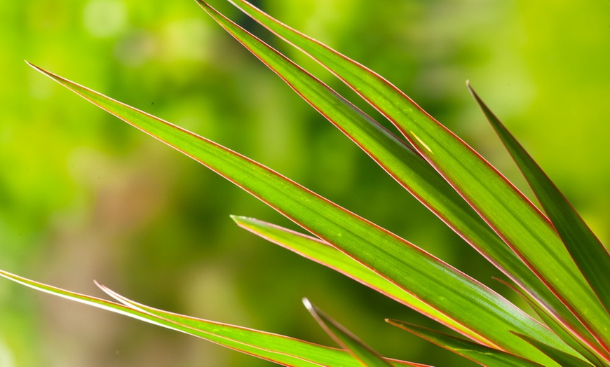 Image 5: Planta de Dracaena con maceta incluida