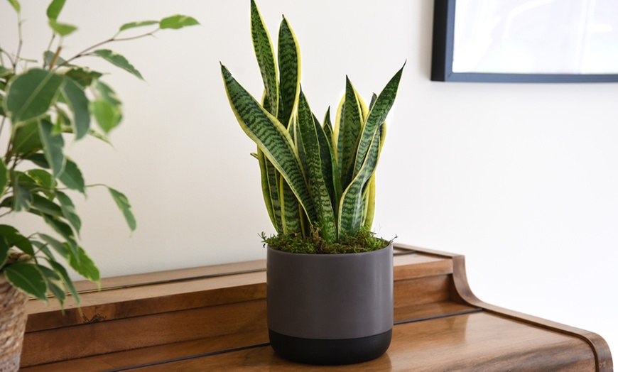 Up To 59% Off Air-Purifying Houseplant Collection With Pots | Groupon