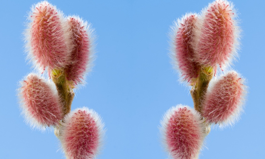 Image 4: Salix Gracilistyla Mount Aso 12cm