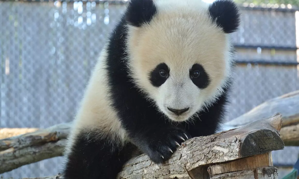 One Adult, Senior, or Child Admission to Toronto Zoo (15% Off) - Primary Image