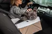 Paws & Pals Car Seat Booster for Small and Medium Dogs - Second Medium