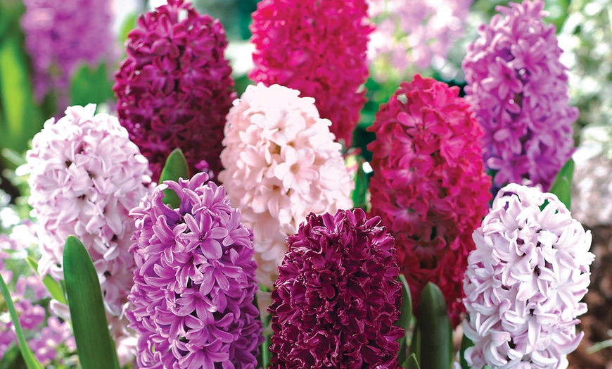 Image 1: 8, 16 or 32 Scented Hyacinth 'Berries and Cream' Mixture Bulbs