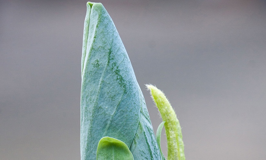 Image 2: Genie and Blue Opal Magnolia Plants