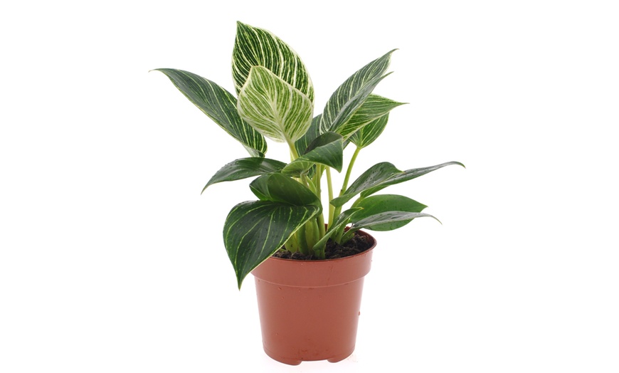 Image 5: 1x oder 2x Philodendron White Wave