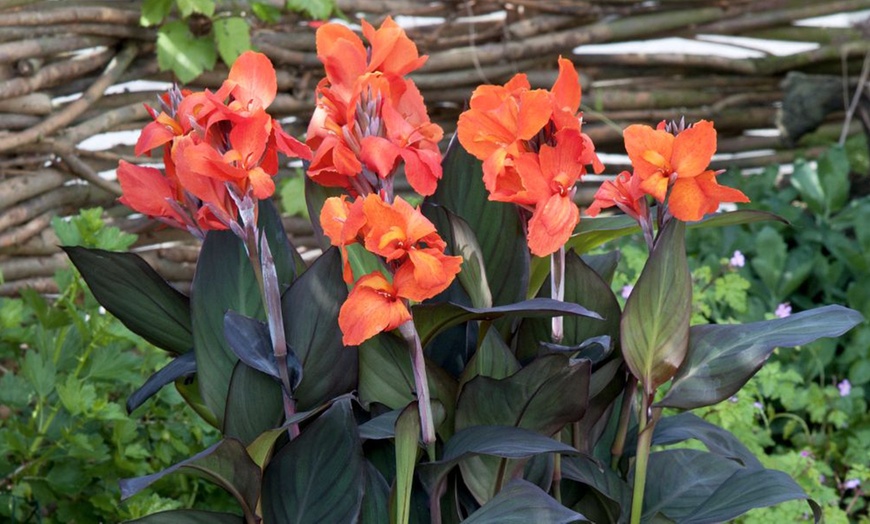 Image 6: Canna Cannova Bronze Orange or Scarlet Potted Plants