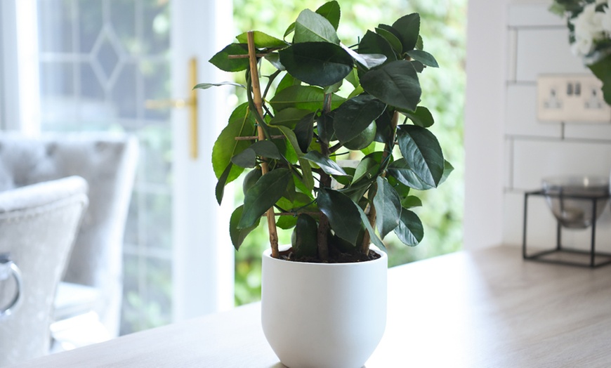 Image 3: Potted Citrus Fruit Plant