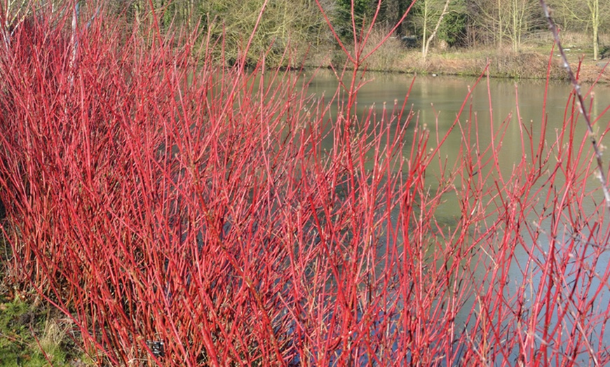 Image 5: Cornus Sanguinea Winter Flame