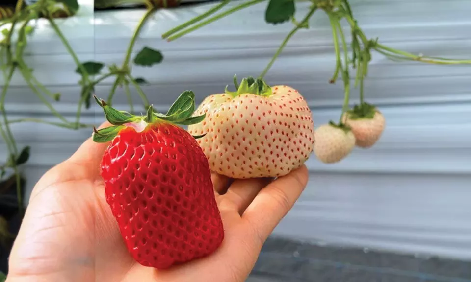 Lot de 10 ou 20 fraisiers grimpants d'Europa Green