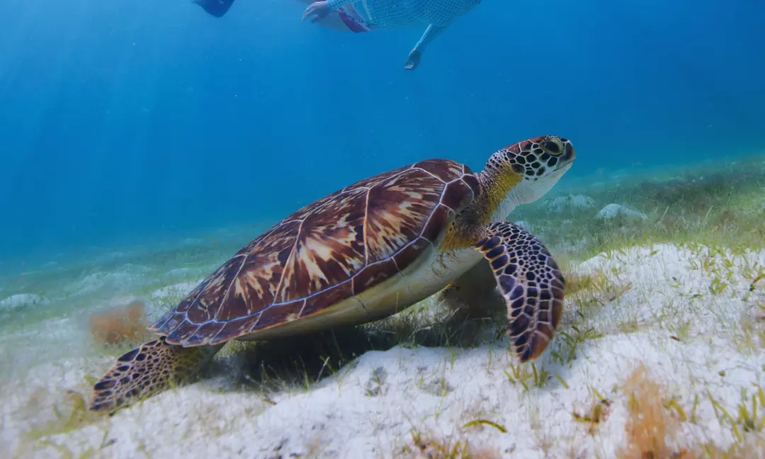 Experience Scuba Diving with Pool and Beach Dives!