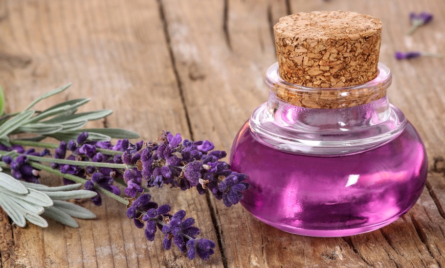 Image 3: Plantas de lavanda