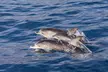 Experience the Thrill of a 2-Hour Dolphin & Island Tour from Uncharted Waters Dolphin and Fishing Charters! - Second Medium