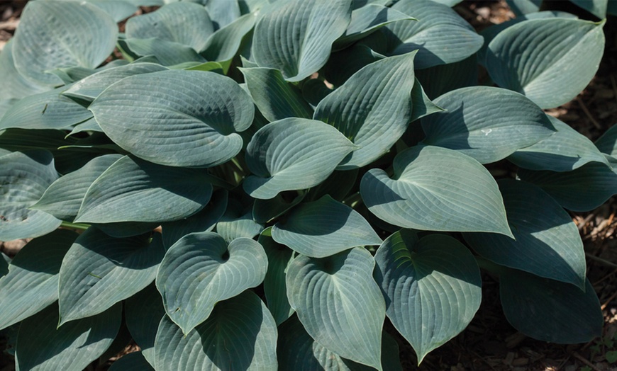 Image 4: Mixed Hardy Hosta Collection - 5 or 10 plants