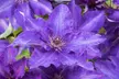 3er-Set Waldreben (Clematis) - Second Medium