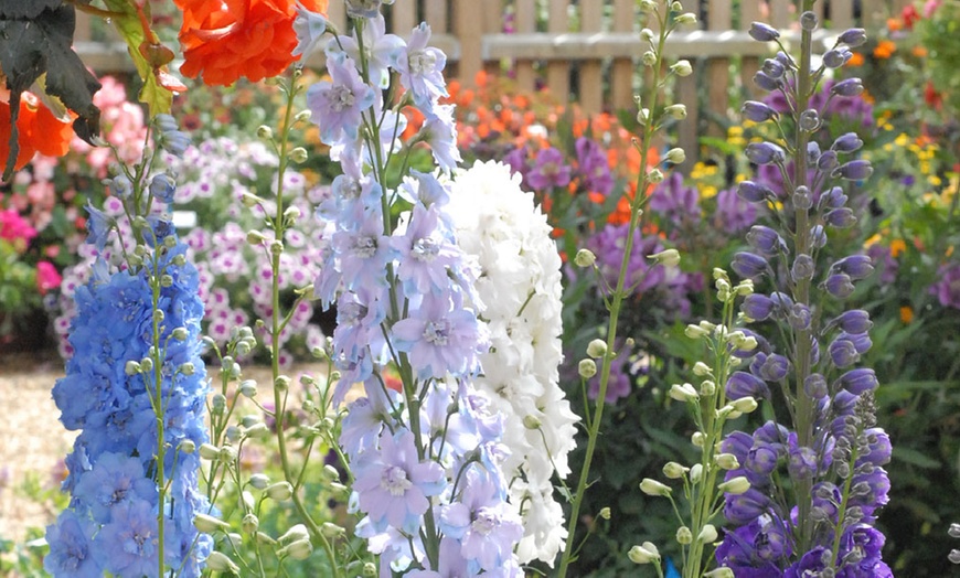 Image 11: Perennial Plant Collection Japanese Anemone, Echinacea and Delphinium