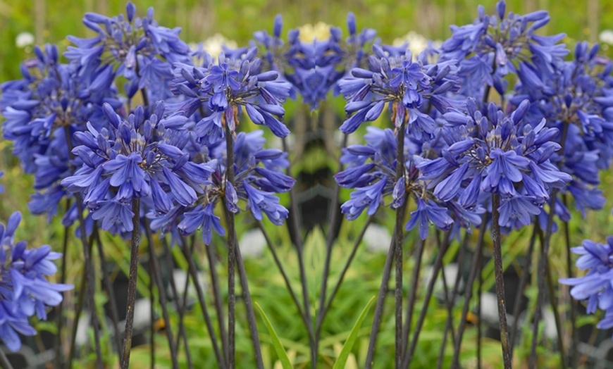 Image 4: One or Two Agapanthus "Ever Sapphire" Plants