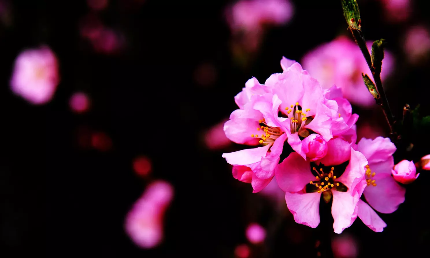 1x, 2x oder 4x Mandelbaum