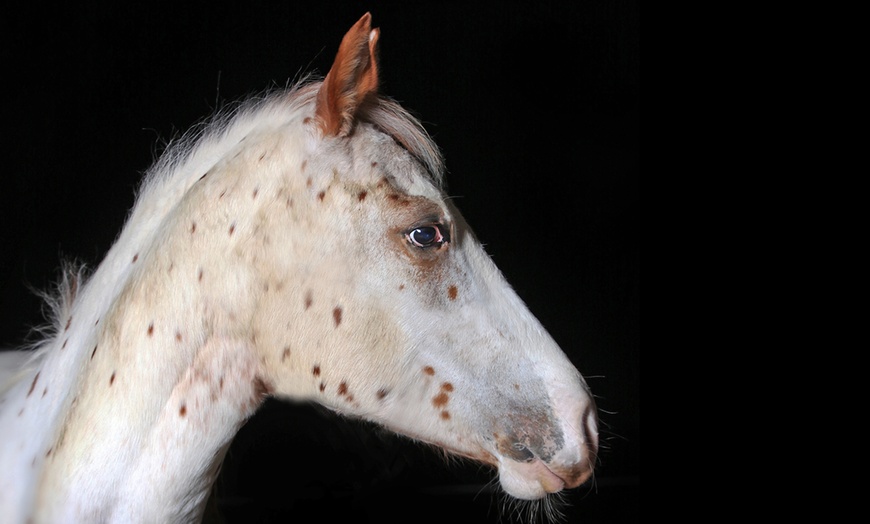 Image 4: 1h de shooting photo cheval 