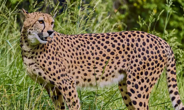 Entrada de día a elegir a Selwo Marina, Aventura y/o teleférico