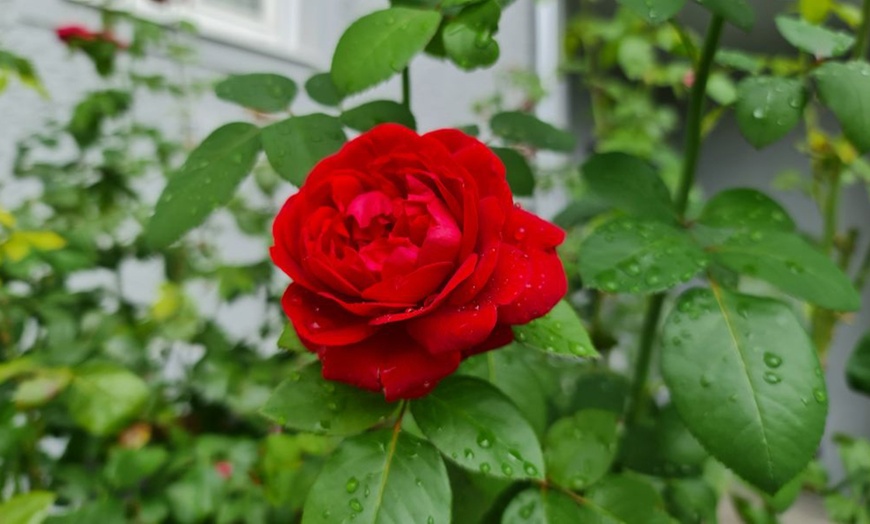 Image 8: Scented Double Hybrid Tea Rose Collection - Up to 5 Plants