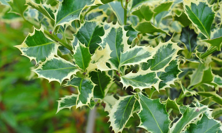 Image 8: One or Two Holly 'Argentea Marginata' Standard 2-Litre Potted Plants