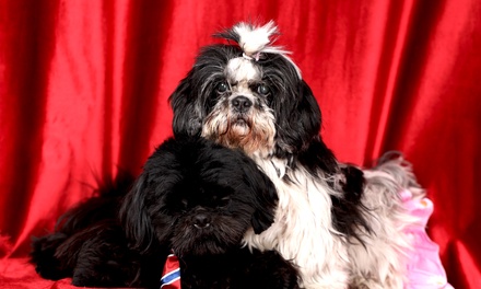 Shooting photo pour animaux de 30 minutes avec 1 photo HD ou grand format