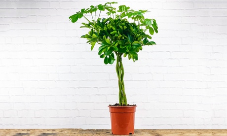 Pianta di Schefflera aboricola ''Nora'' con spedizione gratuita