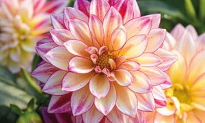 Three or Six Dahlia Tropical Breeze Plants 