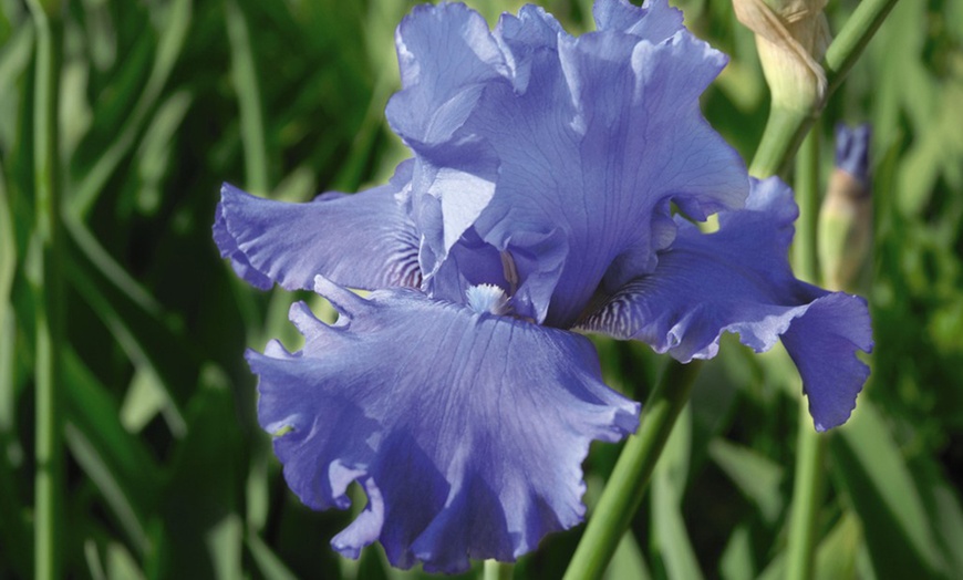 Image 2: One or Three Iris 'Metolius Blues' Hardy Perennial Plants