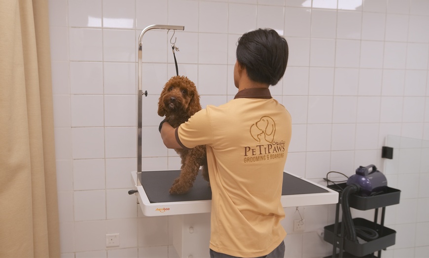Image 6: Small/Medium/Large Dog Basic or Dry Grooming for Cat