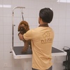 Image 6: Small/Medium/Large Dog Basic or Dry Grooming for Cat