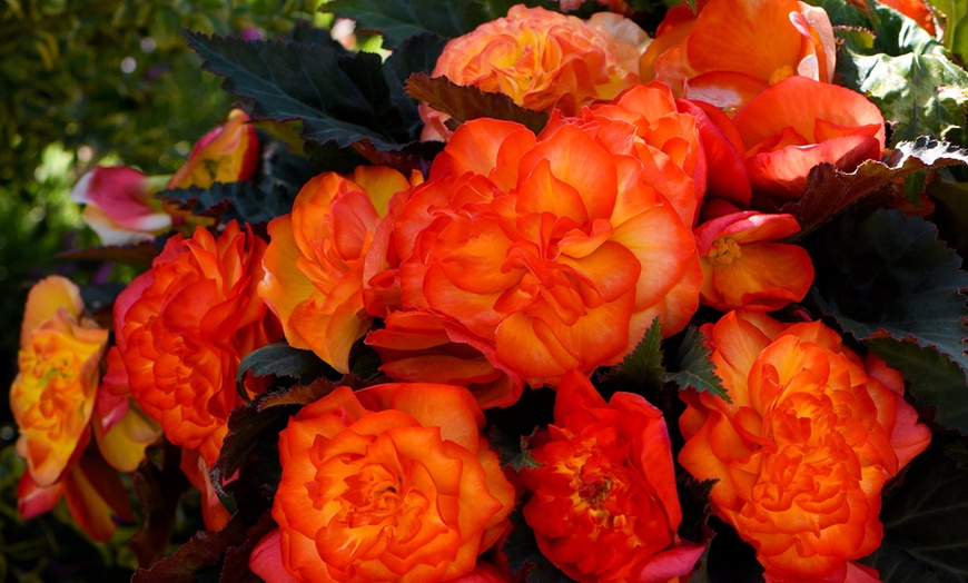 Image 7: Pack of 15 or 30 Begonia Garden Ready Plants