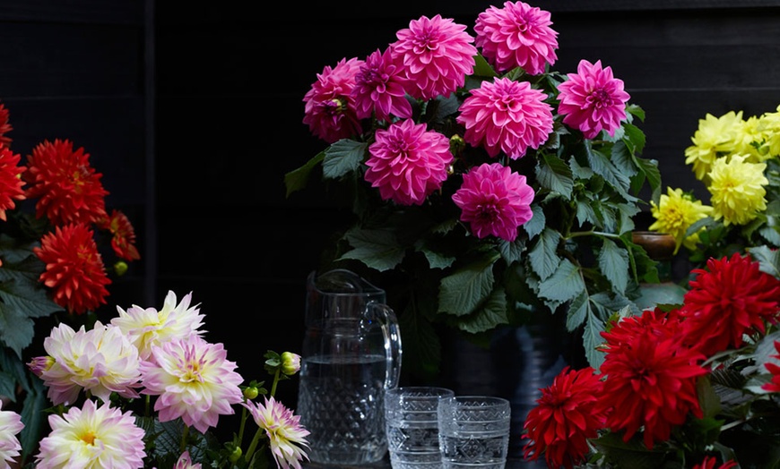 Image 3: Six 9cm Pots of Dahlia Maggiore Collection