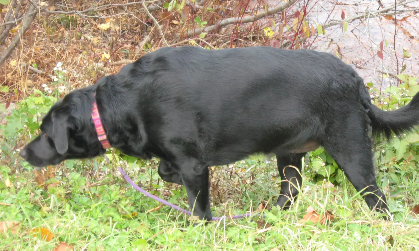 $10 for $20 Worth of Services — On the Go Pet Services - Primary Image