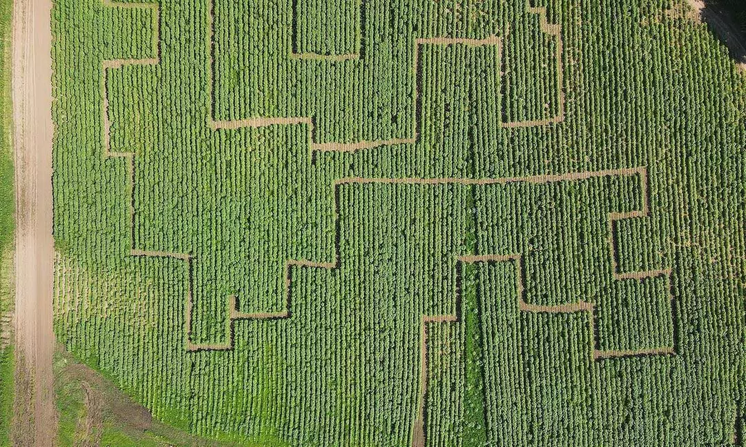 Up to 32% Off Corn Maze Package at Rosedale Farms: